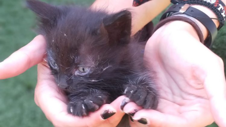 Fotografía de una pequeña gata recién adoptada, en manos de su nueva dueña.