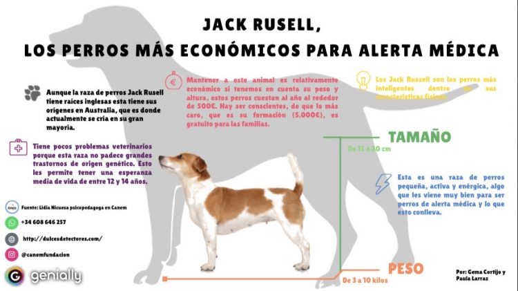 Las diferentes características que convierten la raza Jack Russell en una buena opción para ser perro de alerta médica.