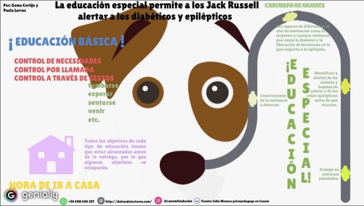 En la imagen se puede apreciar un perro entre las dos educaciones que tiene que seguir: la básica, común al resto de perros; y la especial, en la que predomina el circuito de olores para los perros de alerta.